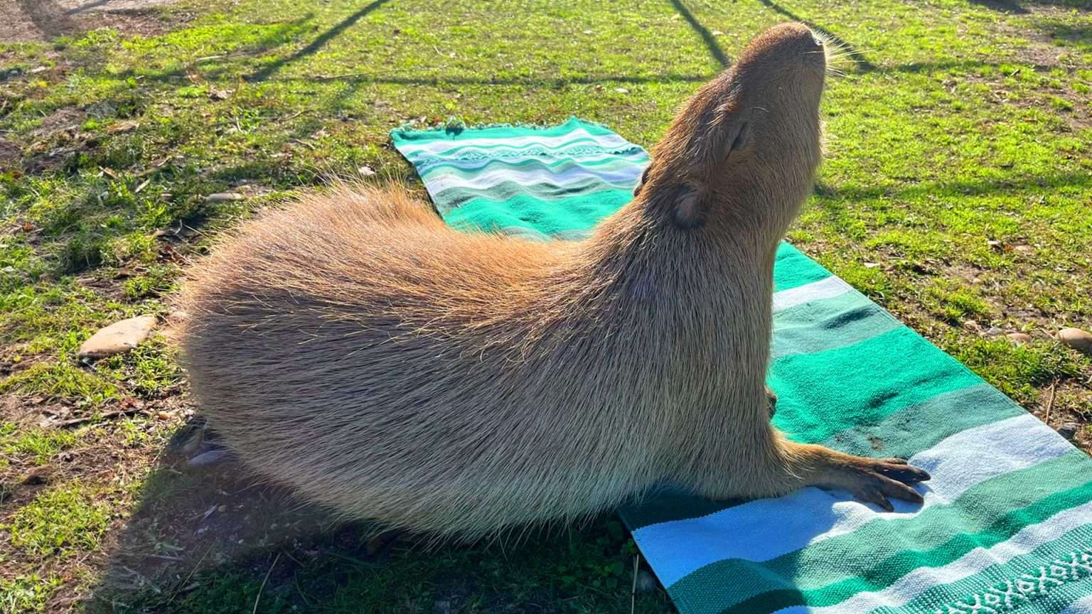 Capybara Yoga - Long Island Game Farm